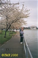 Japanske kirsebr blomstrer i Washington DC