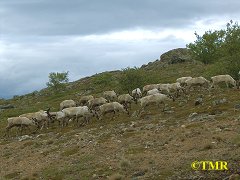 Reinflokk ved Gandvik