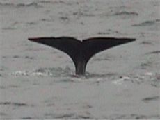 Diving