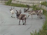 Fotgjengere i ksfjord