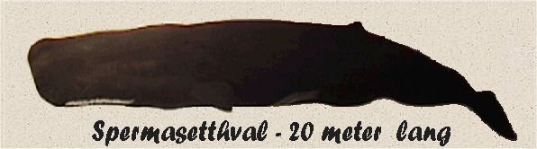 Spermasetthval