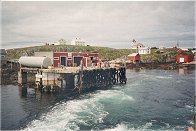 Sauøya