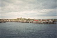 Sauøya