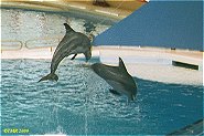 Delfin-show i Baltimore