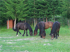 Hester p leirplassen min